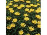 6 X Elecampane A Foglia Di Spada - Inula Ensifolia | Vaso 9Cm X 9Cm