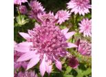6 X Astrantia - Astrantia Major 'Rosea' | Vaso 9 Cm X 9 Cm