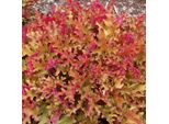6 Campanule Argentate - Heuchera 'Marmalade' | Vaso 9 Cm X 9 Cm