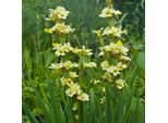 6 X Erba Spada Argentina - Sisyrinchium Striatum | Vaso 9Cm X 9Cm
