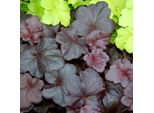 6 Campanelle Argentate - Heuchera 'Obsidian' | Vaso 9 Cm X 9 Cm