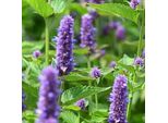 6 X Ortica Odorosa - Agastache 'Little Adder' | Vaso 9 Cm X 9 Cm