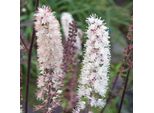 6 X Actea Simplex 'Pink Spike' - Actaea Simplex 'Pink Spike' | Vaso 9 Cm X 9 Cm