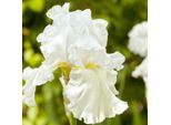 6 X Iris - Iris Germanica 'Immortality' | Vaso 9 Cm X 9 Cm