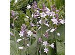6 X Funkie - Hosta Fortunei 'Hyacinthina' | Vaso 9 Cm X 9 Cm