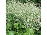 6 Cavolfiori A Foglia Di Cuore - Crambe Cordifolia | Vaso 9Cm X 9Cm