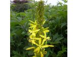 6 X Giglio Mediterraneo - Asphodeline Lutea | Vaso 9Cm X 9Cm