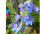 6 X Delphinium Ramificato - Delphinium 'Piccolo' | Vaso 9 Cm X 9 Cm