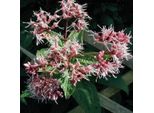 6 X Doss D'acqua Viola - Eupatorium Purpureum | Vaso 9Cm X 9Cm