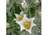 6 X Pulsatilla Vulgaris 'Alba' - Pulsatilla Vulgaris 'Alba' | Vaso 9 Cm X 9 Cm