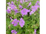 6 X Geranio - Geranium 'Sirak' | Vaso 9 Cm X 9 Cm