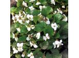 6 Violette Di Pentecoste - Viola Sororia 'Albiflora' | Vaso 9 Cm X 9 Cm
