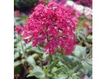 6 X Euforbia A Fiore Rosso - Centranthus Ruber 'Coccineus' | Vaso 9Cm X 9Cm