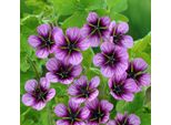 6 X Geranio - Geranium 'Salome' | Vaso 9 Cm X 9 Cm