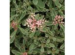 6 X Tappezziera Sedum - Sedum Spurium 'Variegatum' | Vaso 9 Cm X 9 Cm