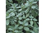 6 X Salvia - Salvia Officinalis 'Berggarten' | Vaso 9 Cm X 9 Cm