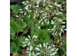 6 X Heuchera Brizoides 'Schneewittchen' | Vaso 9 Cm X 9 Cm