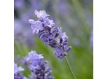 6 X Lavanda - Lavandula Angustifolia 'Munstead' | Vaso 9 Cm X 9 Cm