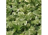 6 X Gottola Bianca - Aegopodium Podagraria 'Variegatum' | Vaso 9Cm X 9Cm