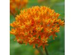 6 X Alghe Tuberose - Asclepias Tuberosa | Vaso 9Cm X 9Cm