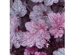 6 Campanule Argentate - Heuchera 'Plum Pudding' | Vaso 9 Cm X 9 Cm