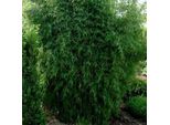 Bambù - Fargesia Nitida 'Great Wall' | 60- 80 Cm In Vaso