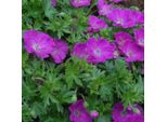 6 X Geranio Sanguigno - Geranium Sanguineum 'Max Frei' | Vaso 9 Cm X 9 Cm