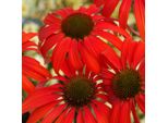 6 X Cappello Da Sole Finto - Echinacea Purpurea 'Tomato Soup' | Vaso 9 Cm X 9 Cm