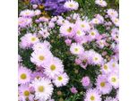 6 X Aster A Foglia Liscia - Aster Novi Belgii 'Fellowship' | Vaso 9 Cm X 9 Cm