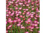 6 X Saxifraga 'Pixie' - Saxifraga 'Pixie' | Vaso 9 Cm X 9 Cm