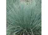 6 X Avena Blu - Helictotrichon Sempervirens | Vaso 9Cm X 9Cm