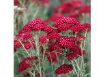 6 X Mazzi Di Achillea - Achillea Millefolium 'Red Velvet' | Vaso 9 Cm X 9 Cm