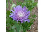 6 X Corflumenaster - Stokesia Laevis | Vaso 9Cm X 9Cm