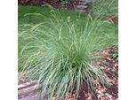 6 X Festuca Dell'atlante - Festuca Mairei | Vaso 9Cm X 9Cm