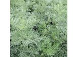 6 X Assenzio Semiarbustivo - Artemisia 'Powis Castle' | Vaso 9 Cm X 9 Cm
