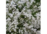 6 X Gypsophila - Gypsophila Paniculata 'Schneeflocke' | Vaso 9 Cm X 9 Cm