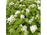 6 X Eupatorium Rugosum 'Braunlaub' - Eupatorium Rugosum 'Braunlaub' | Vaso 9 Cm X 9 Cm