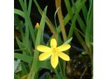 6 X Grasschwertel - Sisyrinchium Aalifornicum | Topf 9Cm X 9Cm