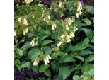 6 X Comfrey Caucasica - Symphytum Grandiflorum | Vaso 9Cm X 9Cm