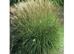 6 X Canna Di Cina Nana Adagio - Miscanthus Sinensis 'Adagio' | Vaso 9Cm X 9Cm