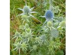 6 X Lettiera Per Uomo - Eryngium Planum | Vaso 9Cm X 9Cm