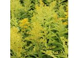 6 X Verga D'oro - Solidago 'Goldenmosa' | Vaso 9 Cm X 9 Cm
