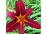 6 X Daylily - Hemerocallis 'Flaming Sword' | Vaso 9 Cm X 9 Cm