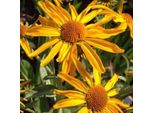 6 X Girasole Di Hoopes - Helenium Hoopesii | Vaso 9Cm X 9Cm
