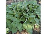 6 X Funkie - Hosta Fortunei 'Obscura' | Vaso 9 Cm X 9 Cm