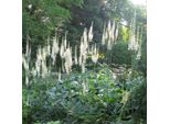 6 X Erba Di Cristo - Actaea Racemosa 'Cordifolia' | Vaso 9 Cm X 9 Cm