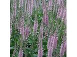 6 X Veronica - Veronica 'Pink Damask' | Vaso 9 Cm X 9 Cm