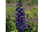 6 X Delphinium Del Pacifico - Delphinium 'Black Knight' | Vaso 9 Cm X 9 Cm