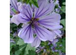 6 X Malva Di Algeri - Malva Sylvestris 'Primley Blue' | Vaso 9 Cm X 9 Cm