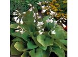 6 X Funkie - Hosta 'August Moon' | Vaso 9 Cm X 9 Cm